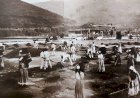 1882 - Escravos secando café